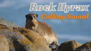 Rock Hyrax Calling Sound