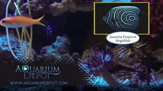 Lyretail Anthias - Sea Goldie