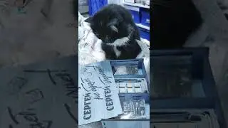 Синий кот 🥶😹🥴