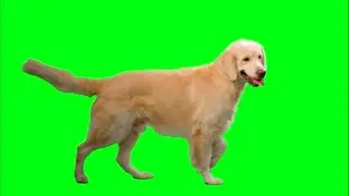 Green screen dog