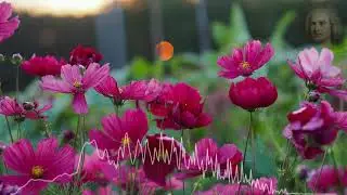 Johann Sebastian Bach Concerto For Two Violins In D Minor, Bwv 1043 Vivace REMIX