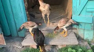 Цыплята от чемпиона и Кобры 02.08.2023год. Chickens from the champion and Cobra 08/02/2023.