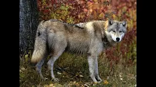 ВОЛЧАРА И КОСУЛИ ФОТОЛОВУШКА