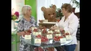 Сад и огород. Земляника садовая