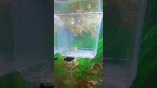 ✅ ГУППИ НЕРЕСТИТСЯ ПОД КАМЕРУ!
