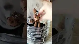 Пион из магазина Оби