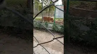 Tiger. बाघ। चिड़िया घर कानपुर। चिड़िया घर में बाघ। शेर