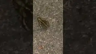 My dude just chillen #amphibian #nature #wassup #bored #high #toad