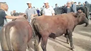 Chiroqchi mol bozor