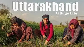 गप शप 😂 ||Pahadi Village Life || Uttarakhand Village Life 2024