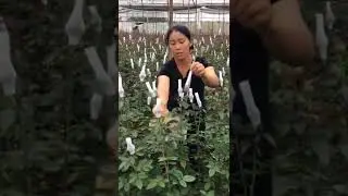 Rose Cultivation Technique 