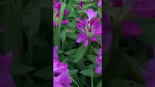 Рододендрон