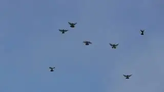 Полеты на Марганецком голубедроме 05 01 22 г