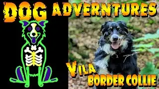 Dog Adventures - Vila,  2yr old Border Collie