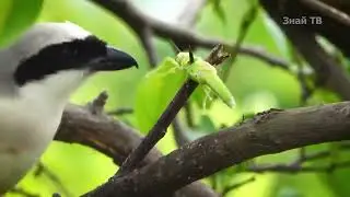 Эту Маленькую Птичку Все соседи Боятся Как Огня! СОРОКОПУТ В ДЕЛЕ!