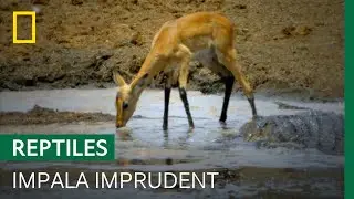Un jeune impala s'abreuve à côté d'un crocodile en embuscade