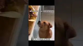 Perro #dog #doglover #viral #trending #perro #perros #cachorro #chien 狗 #狗 #собака #dogs #doglovers