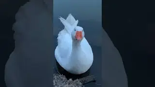 Это гусь или лебедь?