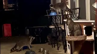 Should I livestream my front porch at night?