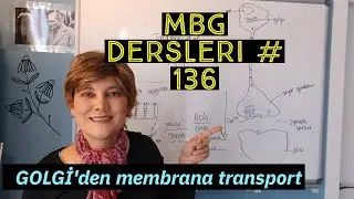 Golgi'den membrana transport I MBG dersleri #136