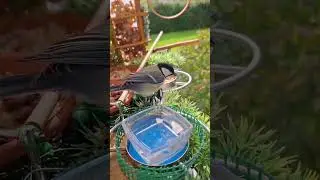 @Wenn man weiß, wie man das Leben genießt. 🌈🐦🐦‍⬛♥️ #video #birds #nature #motivation #trending