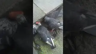 Predatory pigeons / Голуби хищники 
