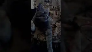2 видос
