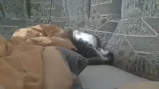 кот залипает