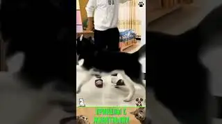 приколы с животными, нарезка , веселые коты и собаки  , кошки  