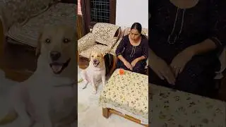 Gapudi: what’s wrong with mummy 😭😭 | sourshy | #dog #funny #cute #doglover #funnymoments #prank