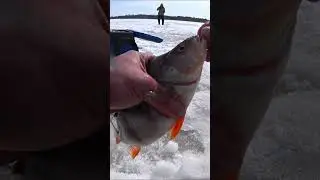 Рыба чуть не утащила удочку