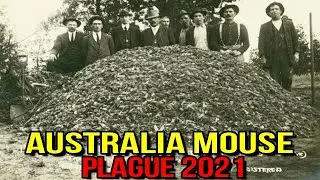 Australia Mouse Plague 2021