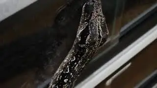 Large Argentine Boa Constrictor!