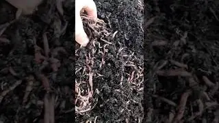 Рыбалка с навозником будет улёт #fishing #дендробена #worms #рыбалка #снасти #навозник