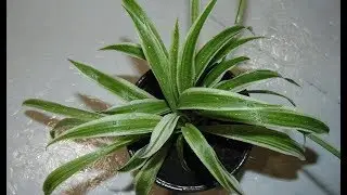 Хлорофитум. Преображение  и размножение. Chlorophytum.