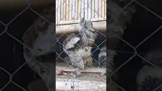 Ayam brahma dari india