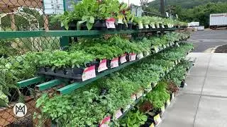 How to Plan a Fall Garden - Beginner Friendly (It's not too late)