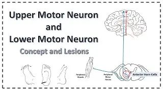 UMN v/s LMN | Upper Motor Neurons | Lower Motor Neurons | Lesions