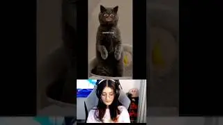 Masum se bille ko / payal gaming reaction funny video 🤣 / Payal gaming / Omegle #shorts