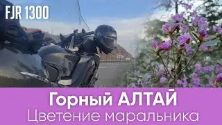 Алтай на мотоцикле. Алтайская Сакура. Цветение маральника.