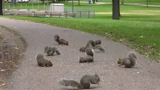 для кошек и собак, белки, 2 часа видео