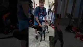 How to turn a puppy into a SUPERHERO #shorts