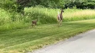 Doe and Fawn, Homer Lake, 6:30am June 22 2023