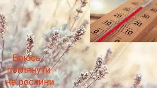 Коли у затінку +38/Оглядаю,обрізаю/Сюрприз під лохиною