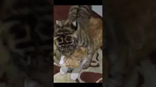Tiger baby with a cat #shorts #animals #tiger