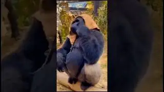 ये कैसी बीबी है 😀 new funny whatshapp video #shorts #shortvideo #tiktok #funny #viral