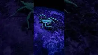 A Scorpion in the Andes