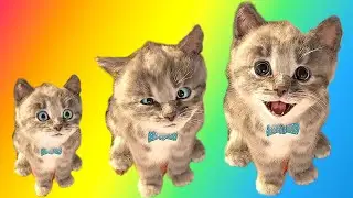 Cute Kitten Little Cat Adventure - Play Fun Pet Care - Preschool Educational Games #1134