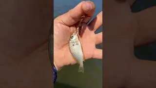 The bait for the big fish. Pier Fishing in Maryland / Fishbites E-Z Shrimp.