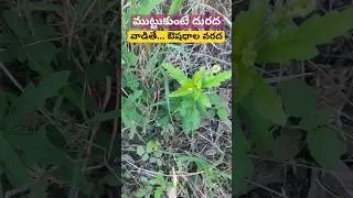 వ్యాధుల దూల తీర్చేస్తుంది #naturalmedicine #shortsfeed #ayurvedamokkalu #telugu